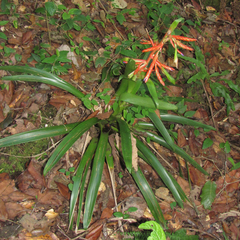 Tillandsia guatemalensis