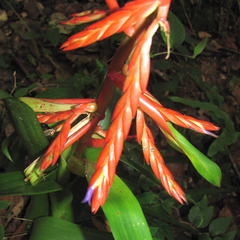 Tillandsia guatemalensis