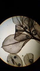 Rhizomnium punctatum image