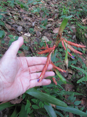 Tillandsia guatemalensis