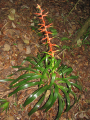 Tillandsia guatemalensis
