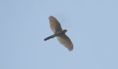 Accipiter badius