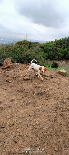 Domestic Dog