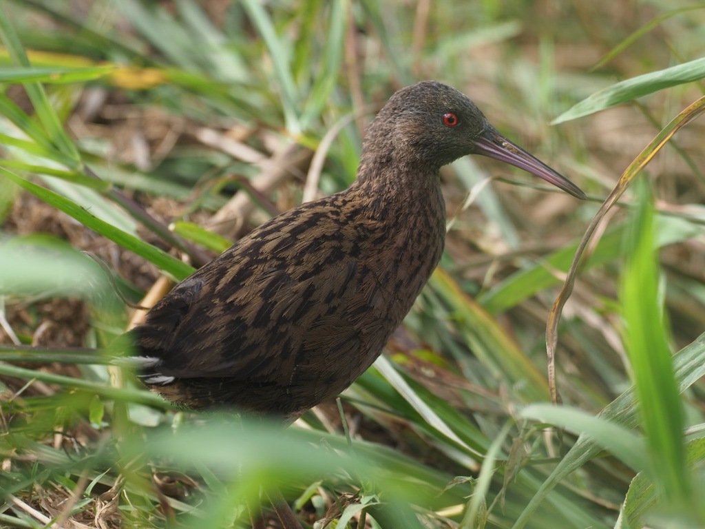 Madagascar Rail