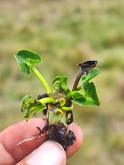 Caltha sagittata, photograph author not stated, no rights reserved