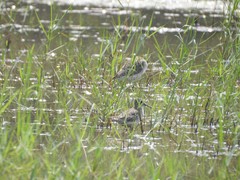 Tringa glareola