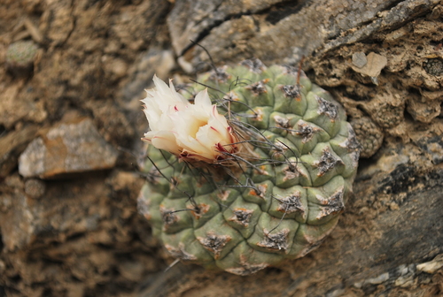 Strombocactus disciformis