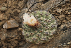 Strombocactus disciformis disciformis