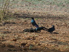 Lamprotornis caudatus