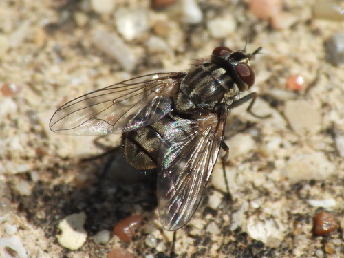 Unknown species found near Cedar Hill, TX, USA