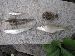 Percopsis omiscomaycus