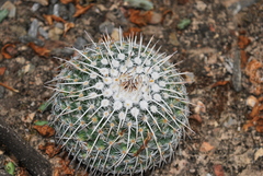 Mammillaria parkinsonii