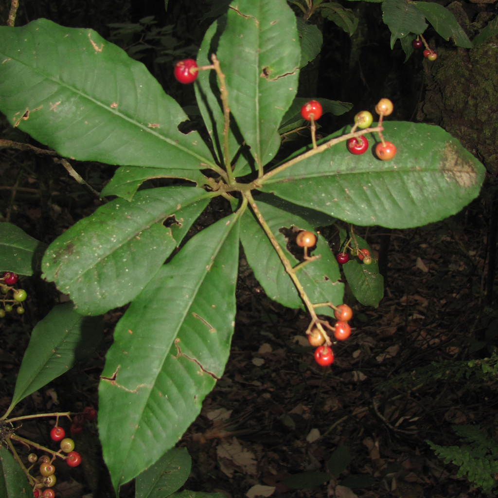 Parathesis leptopa