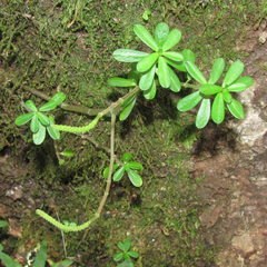 Peperomia leptophylla