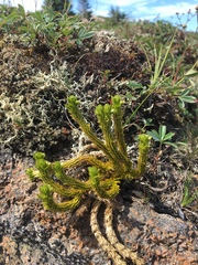 Huperzia appressa
