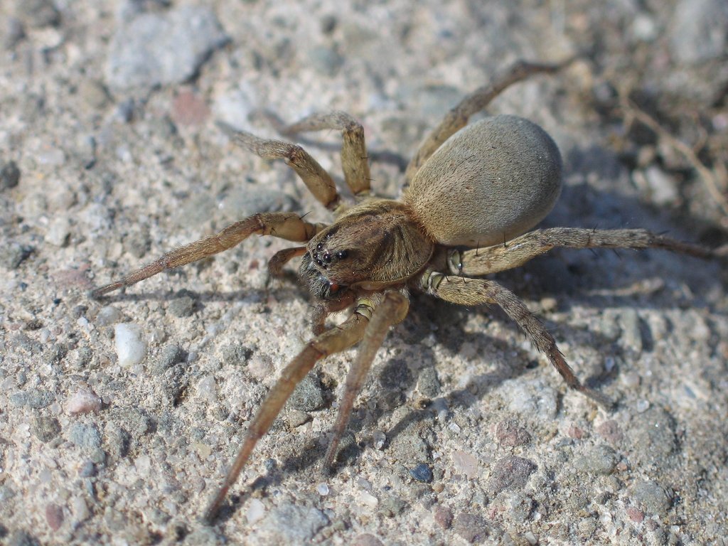 Hogna frondicola (Putnam County Site Observations - non-Insect ...