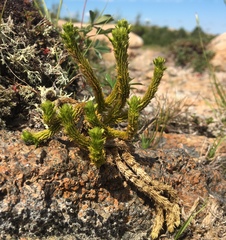 Huperzia appressa