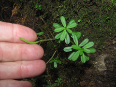 Peperomia leptophylla
