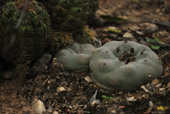 Lophophora diffusa