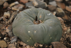 Lophophora diffusa