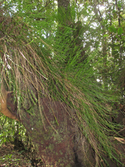 Isochilus aurantiacus