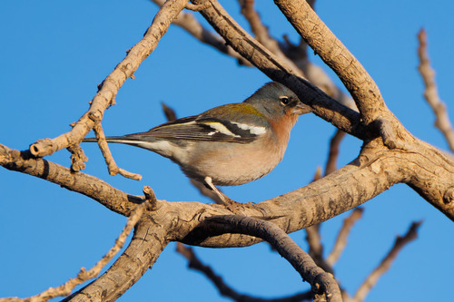 African Chaffinch (Fringilla spodiogenys), photo 6
