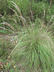 Muhlenbergia macroura