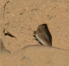 Euthalia monina kesava