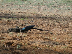Lamprotornis caudatus