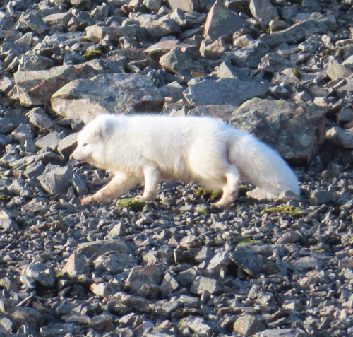 Polarræv observed by petersc