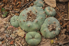 Lophophora diffusa