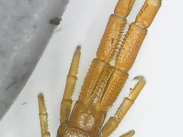 Cryptops hortensis Donovan, 1810