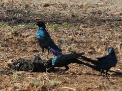 Lamprotornis caudatus