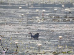 Porphyrio poliocephalus