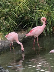 Phoenicopteridae