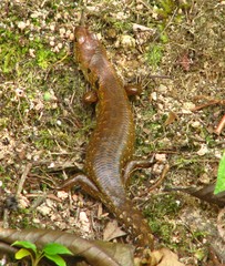 Sphenomorphus praesignis