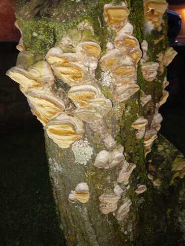 Rigidoporus ulmarius observed 2026-02-21