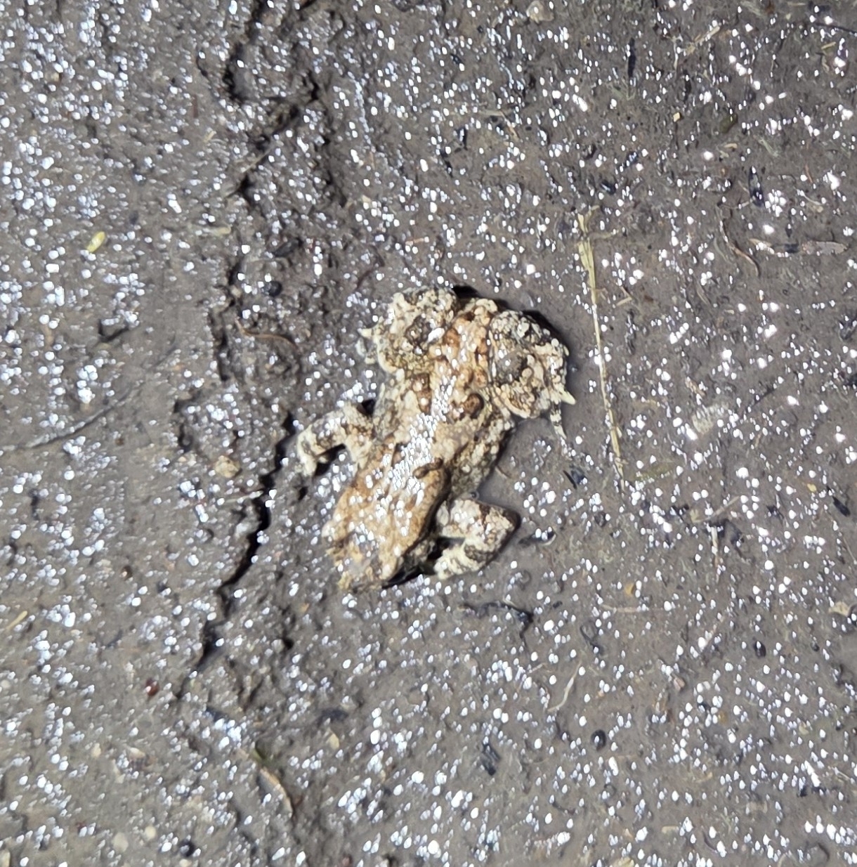 Taita Toad photo 6