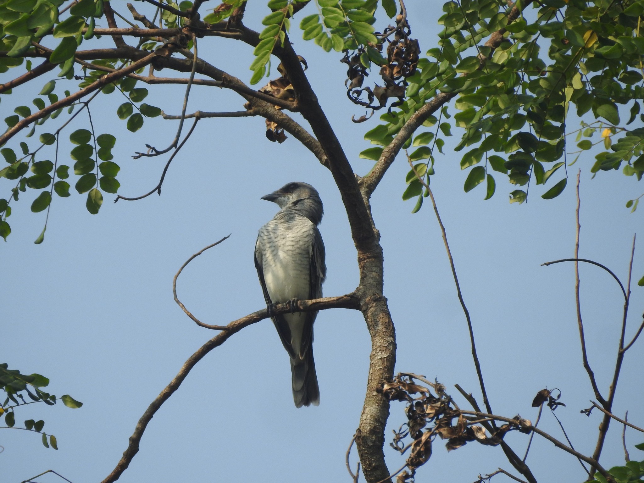 Indian Cuckooshrike