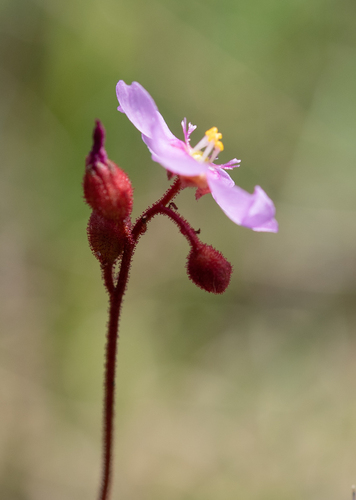 Drosera natalensis (Drosera natalensis)