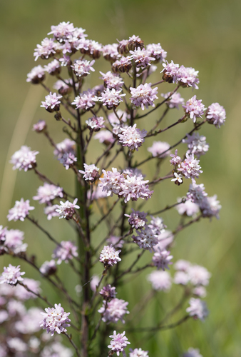 Selago densiflora, photograph 2