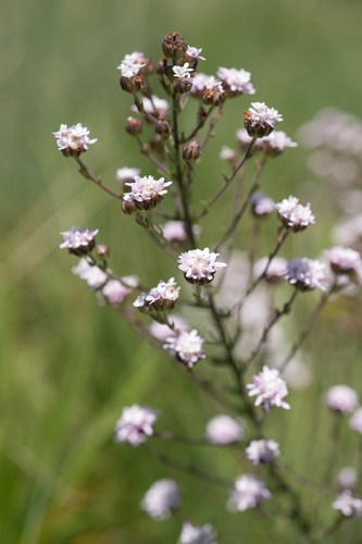 Grassveld Bitterbush (Selago densiflora)