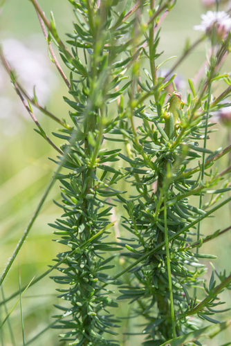 Selago densiflora, photograph 3