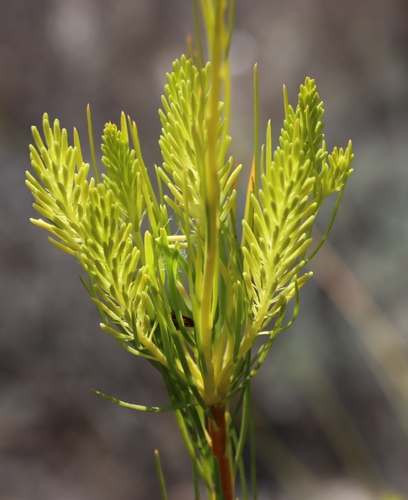 Needleleaf Featherbush (Aulax pallasia)