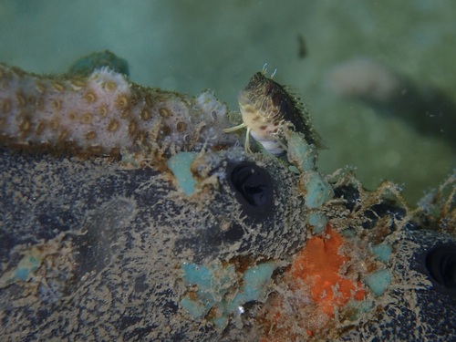 Parablennius marmoreus