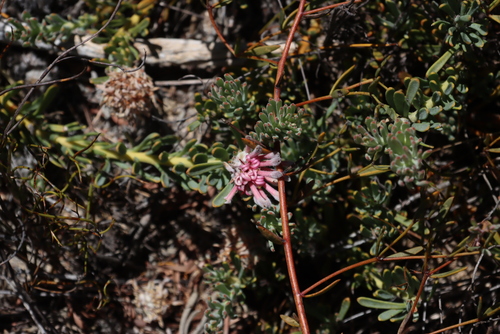 Montagu Vexator (Vexatorella obtusata)