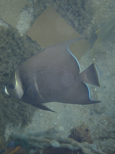 Pomacanthus arcuatus