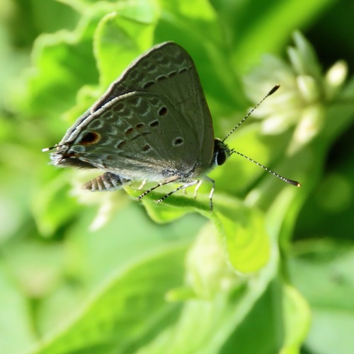 Mallow Scrub-Hairstreak (Strymon istapa)