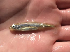 Notropis amabilis