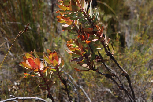 Swartberg Conebush (Leucadendron barkerae)